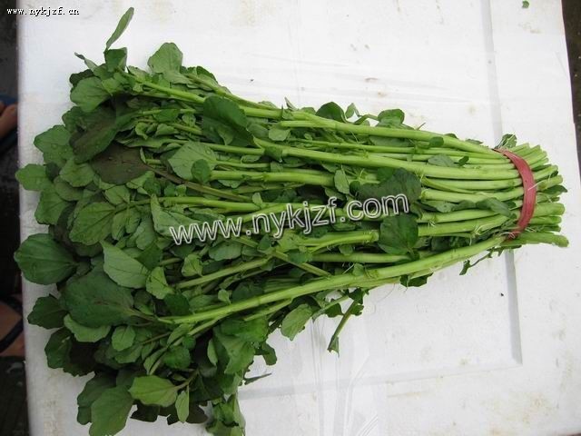 印度仙菜--豆瓣 西洋菜种子 